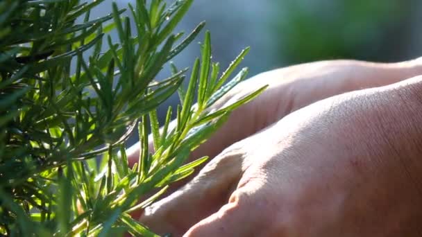 Close up met de hand plukken rozemarijn blad slow motion - Video