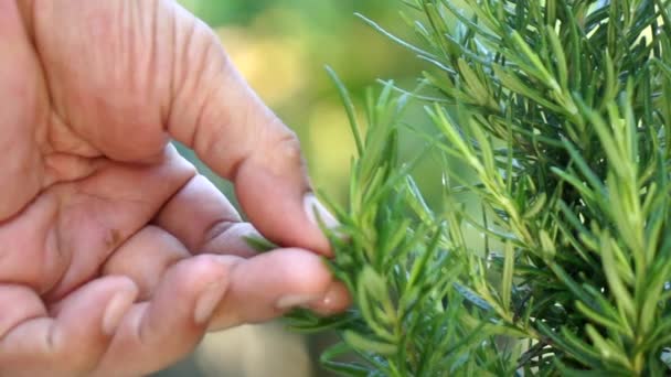 Close up hand picking rosemary leaf slow motion - Footage, Video