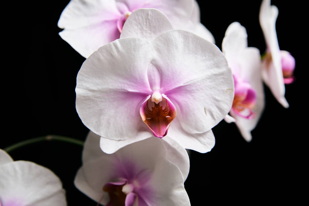 Flor de orquídea aislada sobre el fondo negro
. - Foto, imagen