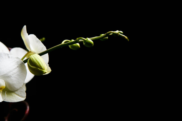 Orchid flower blossom isolated on the black background. - Zdjęcie, obraz