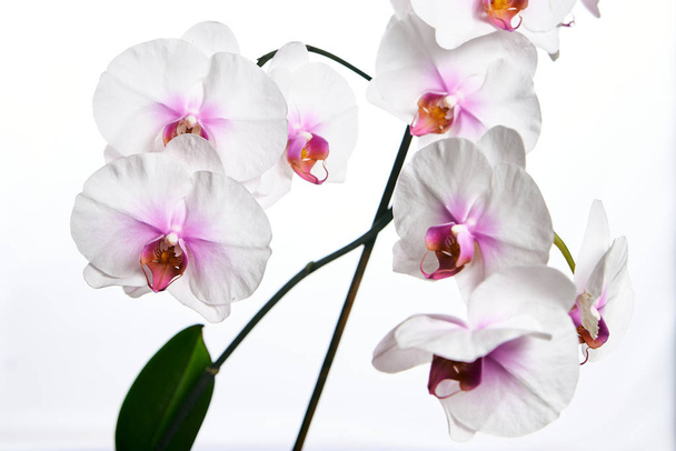 Orchideenblüte isoliert auf weißem Hintergrund. - Foto, Bild