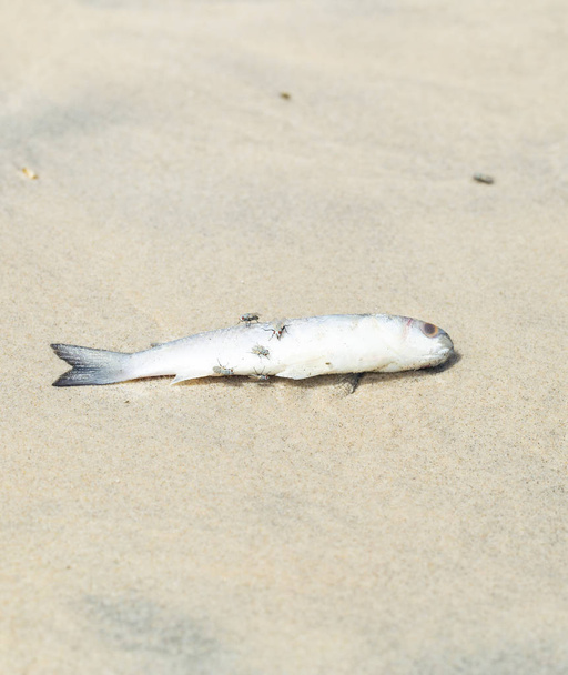 Sahildeki fırtınadan sonra ölü balık. - Fotoğraf, Görsel