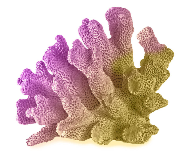 Coral isolated on white background - Photo, Image