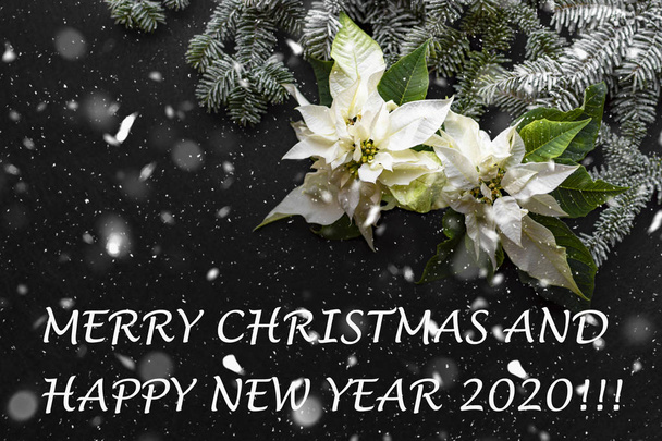 Biała poinsecja niższa z jodłą i śniegiem na ciemnym tle. Pozdrowienia kartka świąteczna 2020. "Wesołych Świąt i szczęśliwego Nowego Roku 2020" - Zdjęcie, obraz