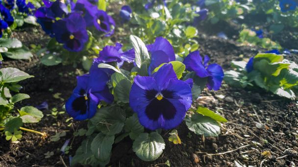 kék virágok a kertben - Fotó, kép