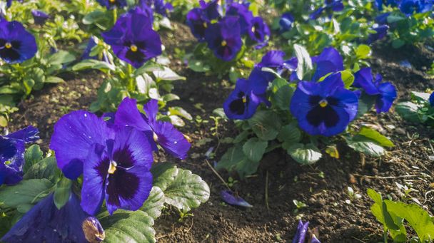 fleurs bleues dans le jardin - Photo, image