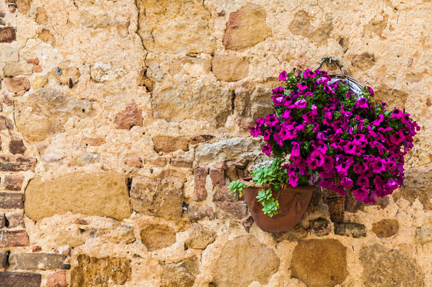 λουλούδια της Τοσκάνης - Φωτογραφία, εικόνα