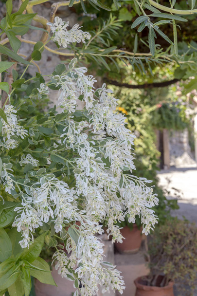 Witte bloemen (Euphorbia marginata) groeien in de tuin close-up - Foto, afbeelding