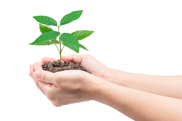 Hands holding a young plant, Isolated on white background, clipp - 写真・画像