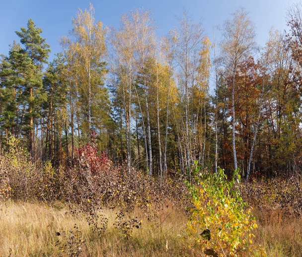 Yaprak döken ve kozalaklı ağaçlarla sonbahar ormanının kıyısında. - Fotoğraf, Görsel