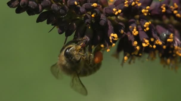 A abelha recolhe néctar de pequenas flores silvestres. Patas cobertas com pólen
 - Filmagem, Vídeo