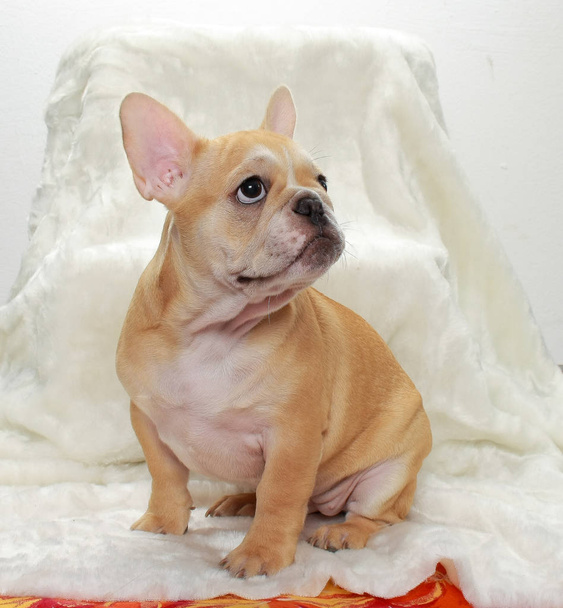 γαλλικα bulldog κουτάβι, σκύλος, σκυλάκι σκύλος, χαριτωμένο πρόσωπο, μπεζ παλτό, σκυλίσια αναπαραγωγή, - Φωτογραφία, εικόνα