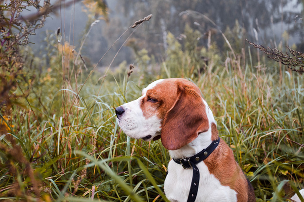 Beagle orman - Fotoğraf, Görsel