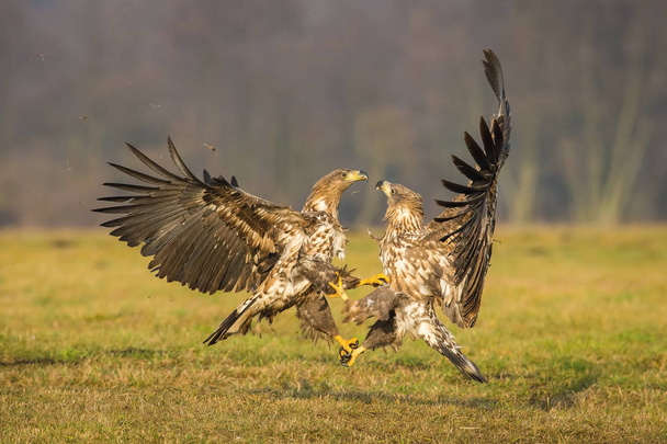 Fehérfarkú Eagles (Haliaeetus albicilla) harcol őszi színes környezetben vadon élő állatok. Is ismert, mint a Zoltán, Erne, szürke sas, eurázsiai rétisas. Fenyegetnek a karmai. - Fotó, kép