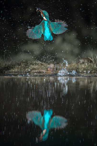 Το καταδυτικό Common Kingfisher, alcedo at this πετάει με το θήραμά του σε πράσινο φόντο. Ο Βασιλιάς μόλις έπιασε το θήραμά του. Πολύχρωμο ανάχωμα. Καταπληκτική στιγμή. Πετώντας πουλί στολίδι των ποταμών μας - Φωτογραφία, εικόνα