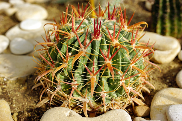 Kaktus. - Foto, Bild