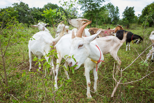 Chèvres à la ferme
 - Photo, image