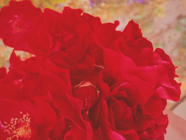 赤い咲く庭のバラの花日、花の美しさのバックグロ - 写真・画像