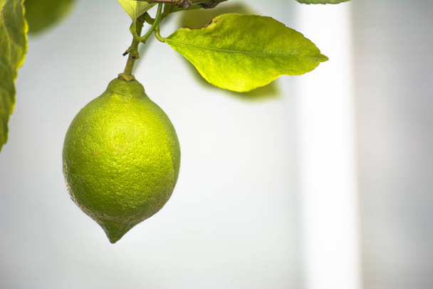 Beyaz yaprakların arasında yeşil limon. Limon ağacıyla - Fotoğraf, Görsel
