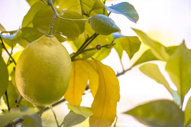Зеленый лимон среди листвы. Лимонное дерево с фруктами
. - Фото, изображение