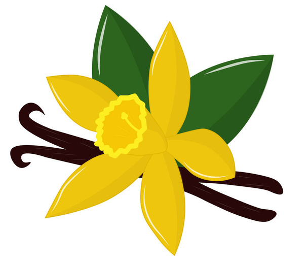 vanilla flower with leaves and chopsticks - Vector, Image