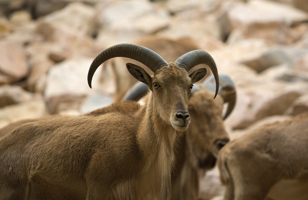 Espécimen de ovejas berberiscas
 - Foto, Imagen