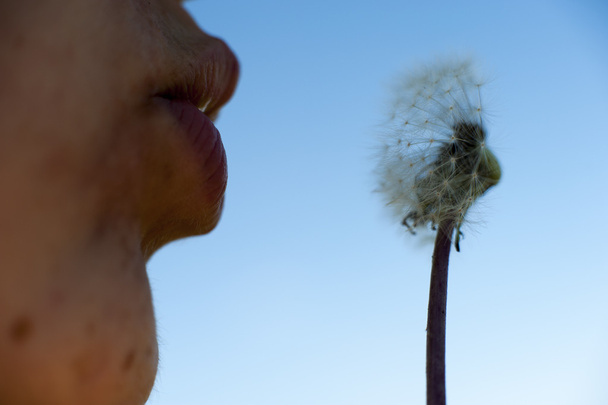 Human blowing on Wild flower - dandelion - Photo, Image
