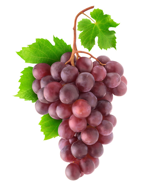 Uvas vermelhas isoladas num ramo
 - Foto, Imagem