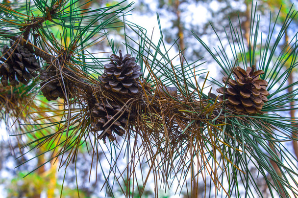 detailní větev borovice kužel příroda - Fotografie, Obrázek