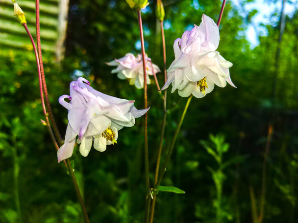 rosa girassol planta flores natureza - Foto, Imagem