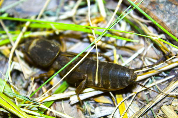 gryllotalpa cricket insetto in erba natura
 - Foto, immagini