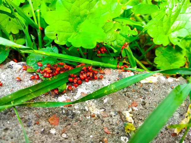  bir çok kundakçı böcek grubu makrosu - Fotoğraf, Görsel