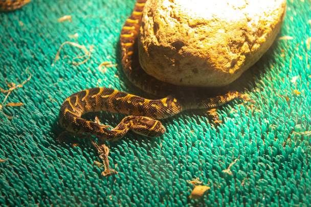 καφέ φίδι οχιά ερπετό - Φωτογραφία, εικόνα