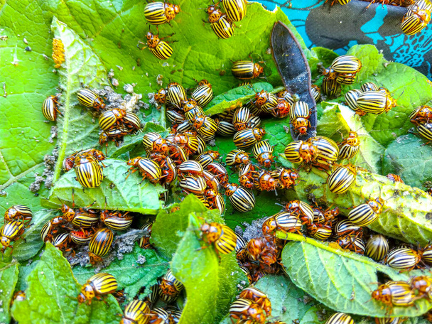 Colorado peruna kovakuoriainen indeksoi lehtiä - Valokuva, kuva