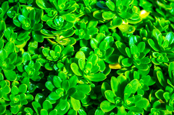 closeup green bush leaves background - Zdjęcie, obraz