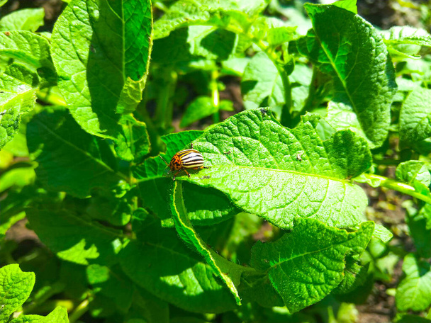 Колорадский картофельный жук ползает по листу - Фото, изображение