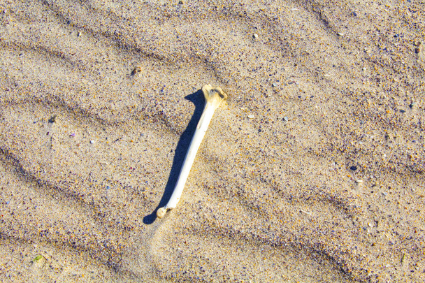 osso sulla spiaggia di sabbia bianca, sfondo - Foto, immagini