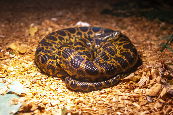 Hnědý zmije had zvíře plaz - Fotografie, Obrázek