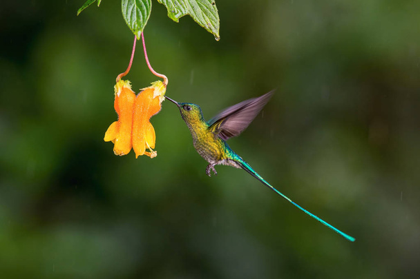 Le Colibri plane et boit le nectar de la belle fleur de la forêt tropicale. Flying The Long-tailed Sylph, Aglaiocercus kingii dans un joli fond coloré
 - Photo, image