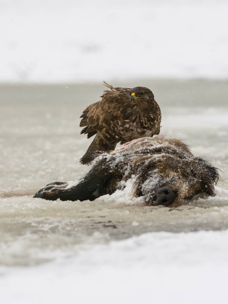 The Common Buzzard, Buteo buteo is sitting on the skeleton of wild boar in winter environment of wildlife. In the foreground is a snow - Photo, Image