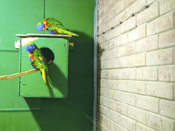 perroquets verts dans une boîte de nidification - Photo, image