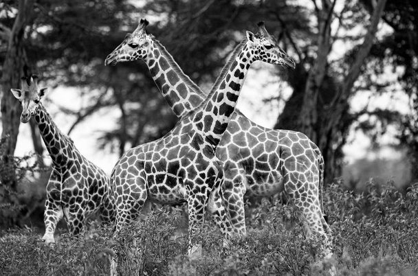 Girafas no Parque Nacional do Lago Nakuru, Quênia
 - Foto, Imagem