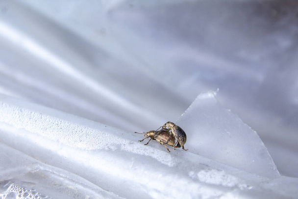 dois bugs besouros fazer sexo - Foto, Imagem