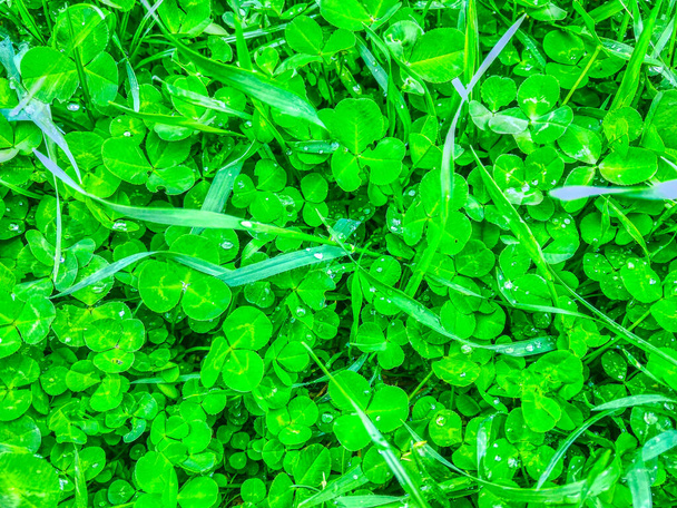 trefoil jetel zelené listy pozadí - Fotografie, Obrázek