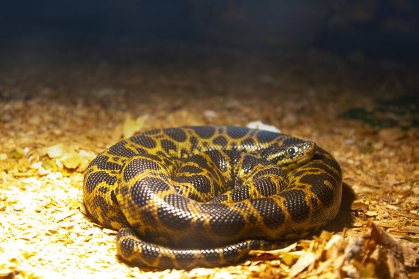 ブラウンバイパーヘビの動物の爬虫類 - 写真・画像
