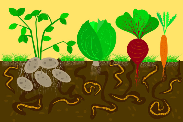 Ground cutaway with earthworms and vegetables. Air and Water Passage In the Soil Created by earthworms. - Vector, Image