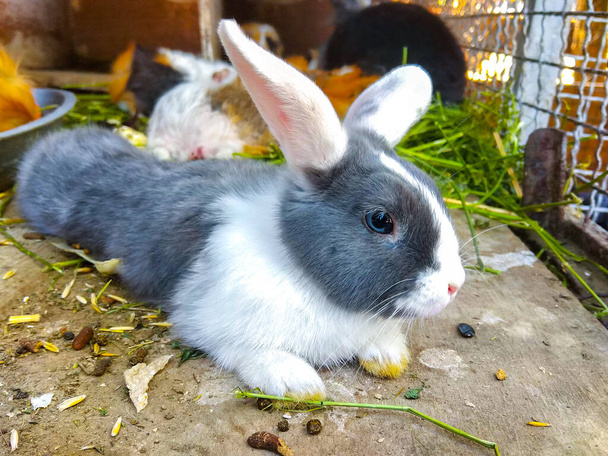 Das weiße Kaninchen mit grauen Flecken - Foto, Bild
