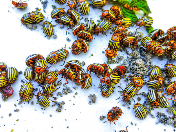 Κολοράντο σκαθάρι πατάτας closeup σε λευκό φόντο - Φωτογραφία, εικόνα