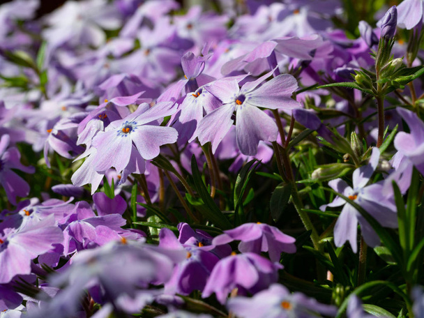 Mousse violette phlox plein cadre
 - Photo, image