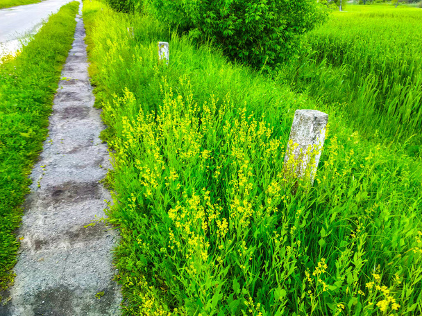 Camino de campo, naturaleza verde del prado - Foto, Imagen